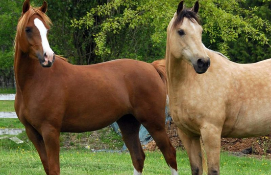 caballos
