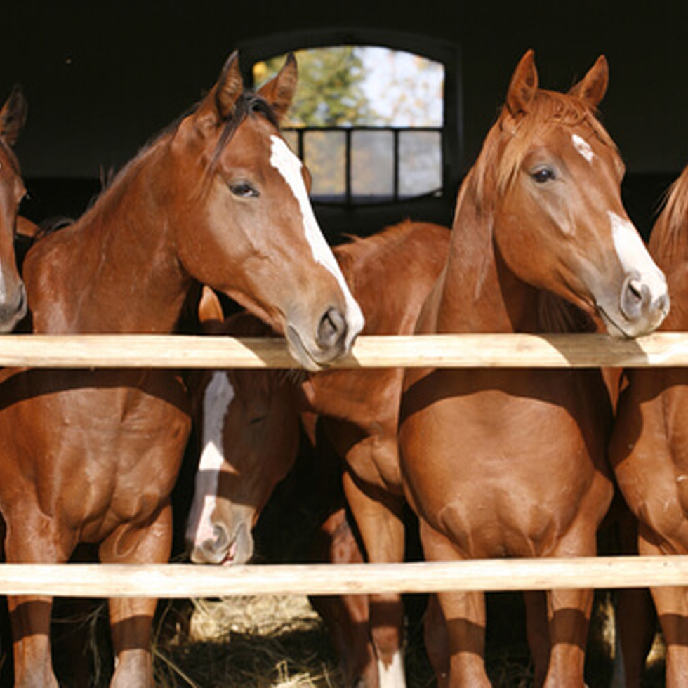 caballos