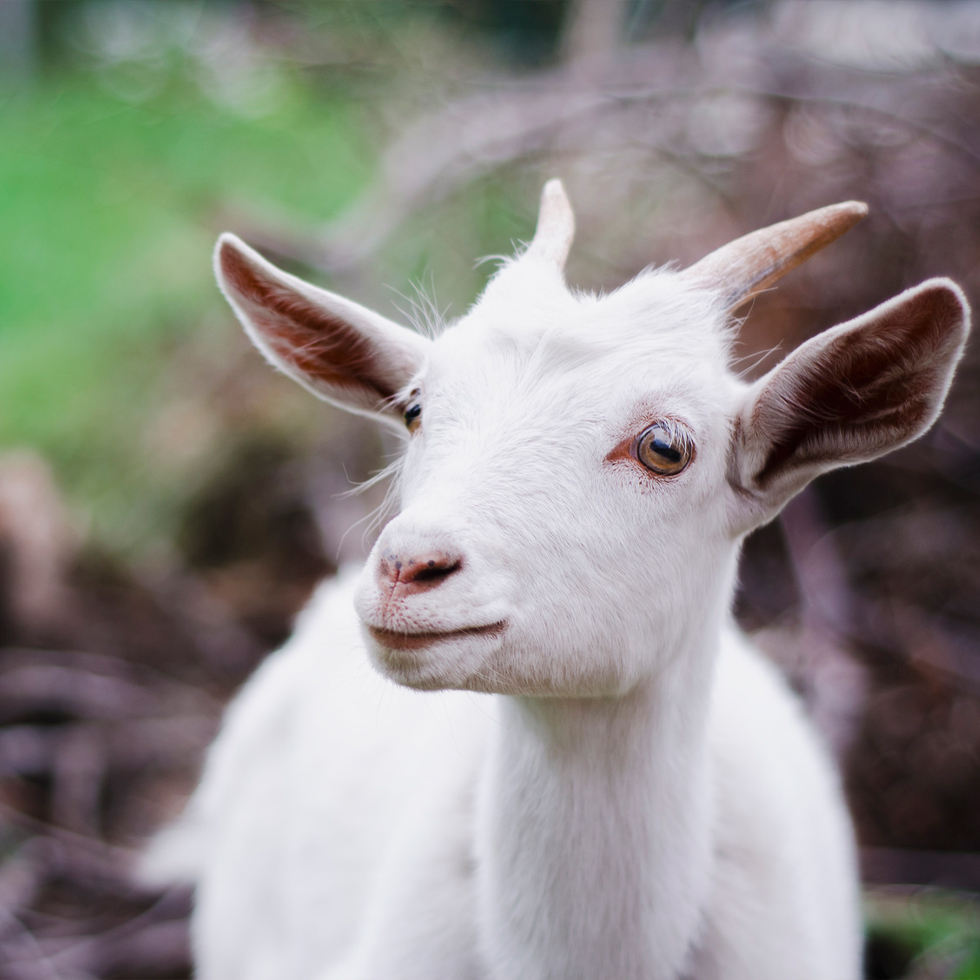 cabras