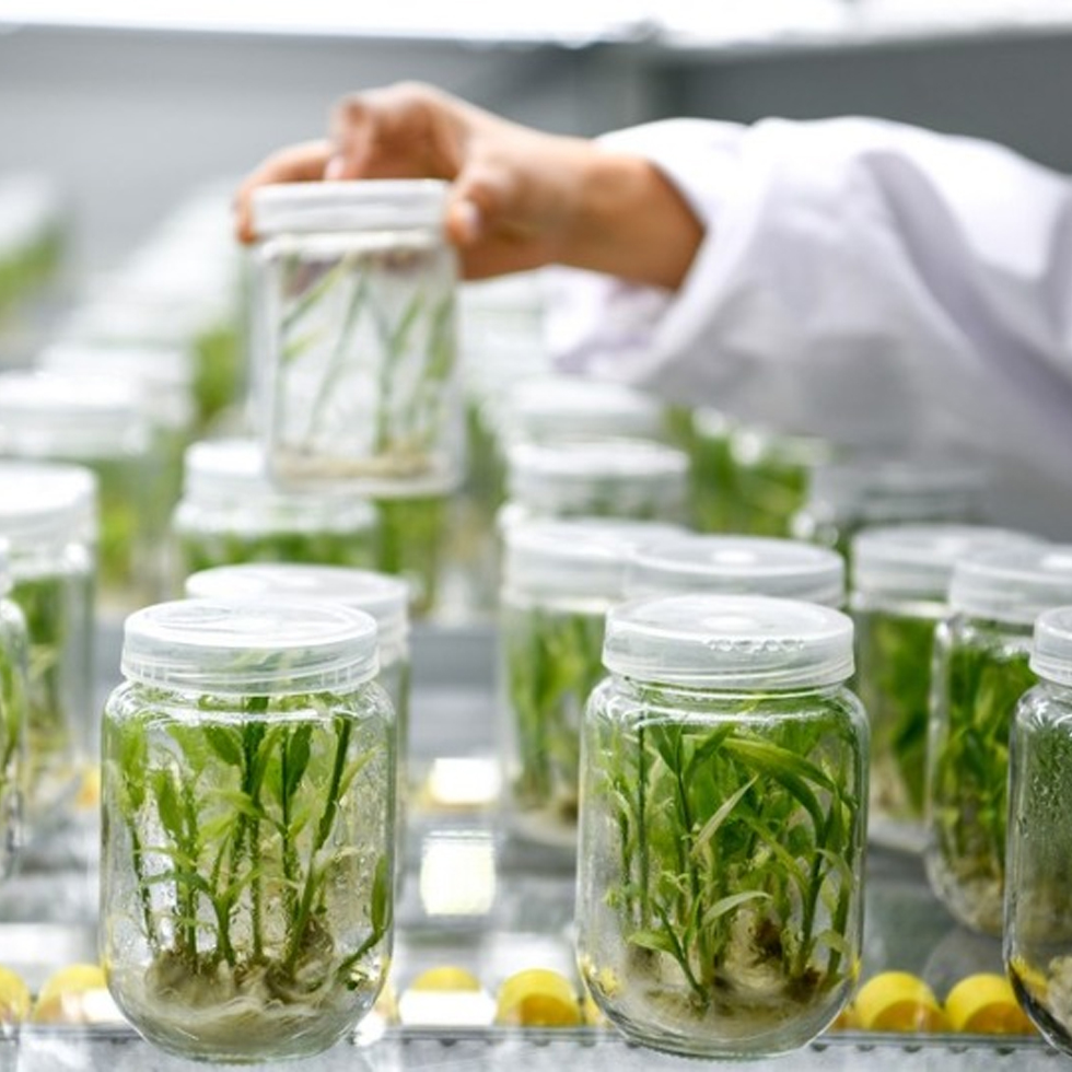 micropropagacion