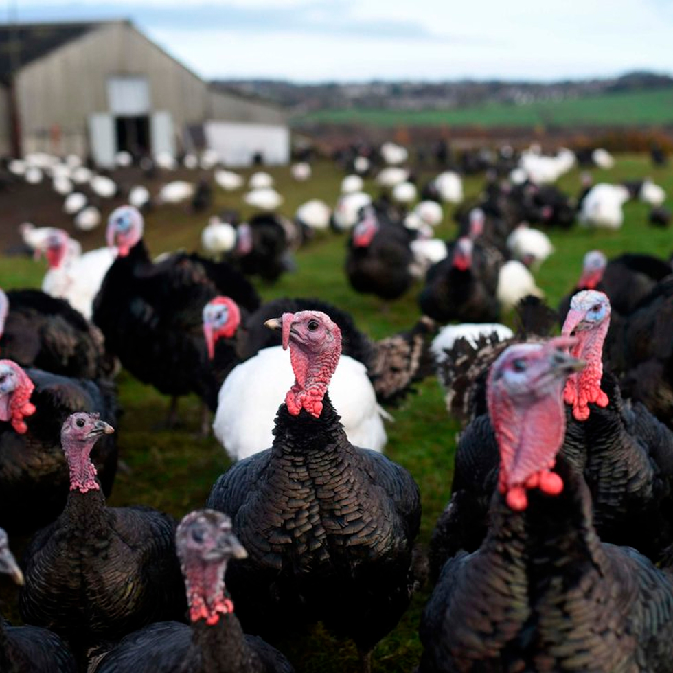 pavos