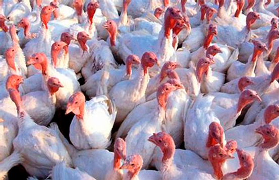 pavos